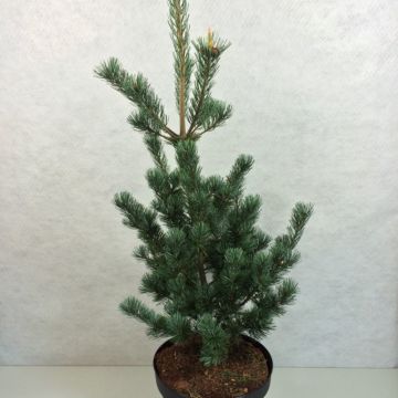 Pinus parviflora Azumi Goye - Japanese White Pine