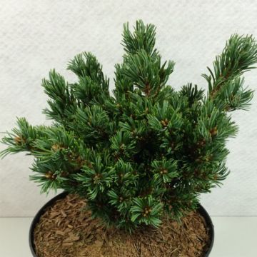 Pinus parviflora Beran - Japanese White Pine