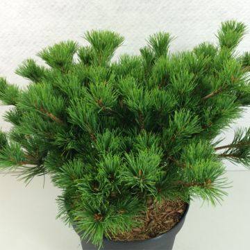 Pinus parviflora Kokuho - Japanese White Pine