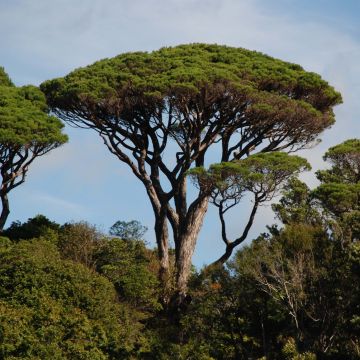 Pinus pinea - Umbrella pine