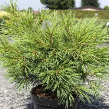 Pinus strobus Minima - Eastern White Pine