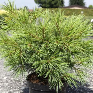 Pinus strobus Minima