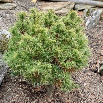 Pinus strobus Tiny Kurls - Eastern White Pine