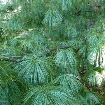 Pinus wallichiana - Bhutan Pine
