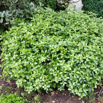 Pittosporum tenuifolium Golf ball