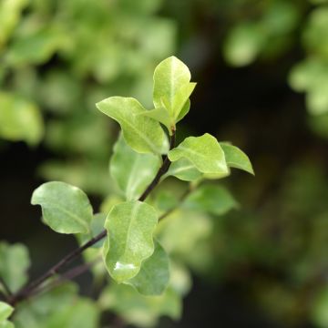Pittosporum tenuifolium Green Elf - Kohuhu