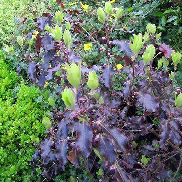 Pittosporum tenuifolium Purpureum - Kohuhu