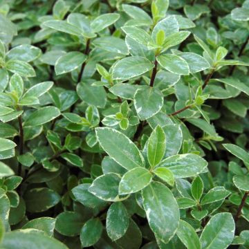 Pittosporum tenuifolium Silver Ball