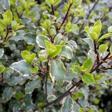 Pittosporum tenuifolium Victoria - Kohuhu