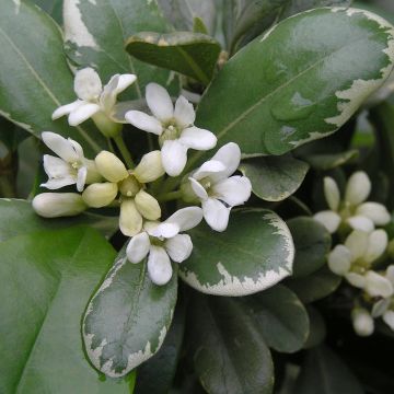 Pittosporum tobira Variegatum - Japanese Pittosporum