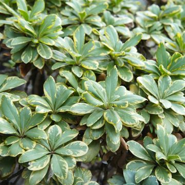 Pittosporum tobira var. nana Neige du mont Ventoux - Japanese Pittosporum