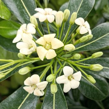 Pittosporum tobira - Japanese Pittosporum