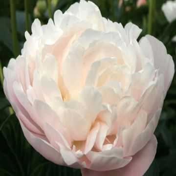Paeonia x lactiflora Corinne Wersan - Chinese Peony