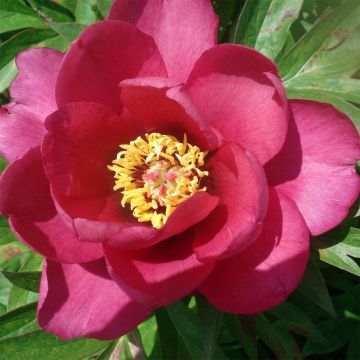 Paeonia Itoh Pink Ardour