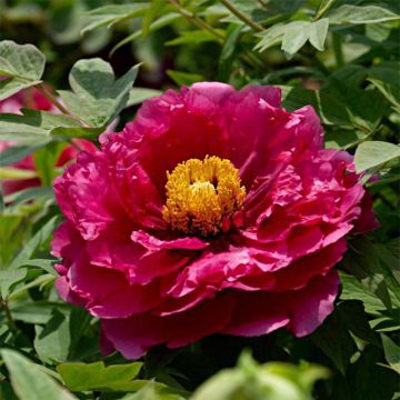 Pivoine arbustive 13 Ri Yue Jin - Paeonia suffruticosa