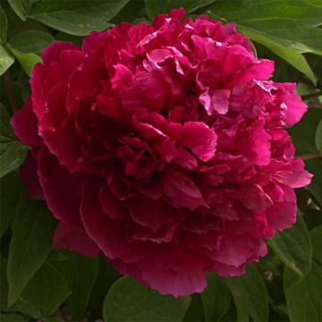 Paeonia suffruticosa Bai Yuan Hong Xia - Tree Peony