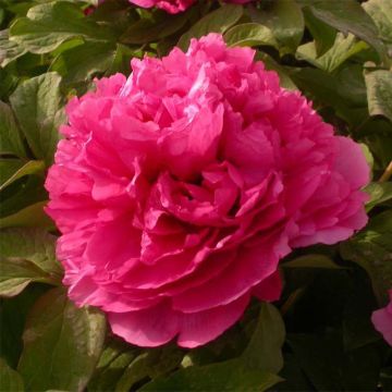 Paeonia suffruticosa Juan Ye Hong - Tree Peony