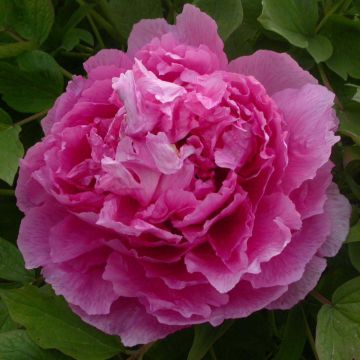 Paeonia suffruticosa Lu He Hong - Tree Peony