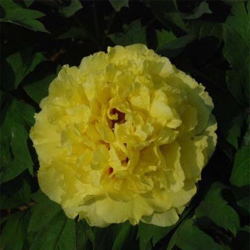 Paeonia lutea Alice Harding - Tree Peony