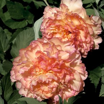 Paeonia suffruticosa Jin Ge