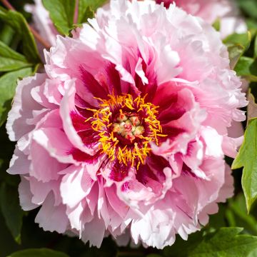 Paeonia suffruticosa Lan Bao Shi