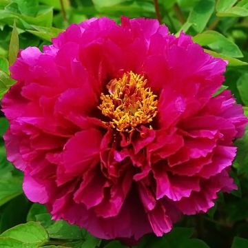 Paeonia suffruticosa Luo Yang Hong