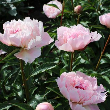 Paeonia lactiflora Alertie