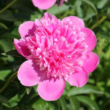 Paeonia lactiflora Bouquet Perfect