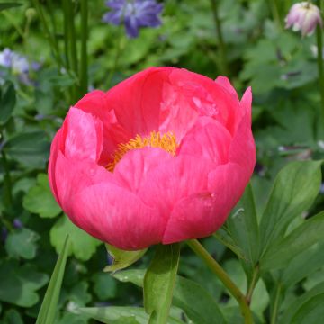 Paeonia lactiflora Coral Magic
