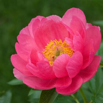 Paeonia lactiflora Cytherea