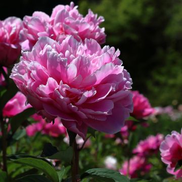 Paeonia lactiflora Jacorma