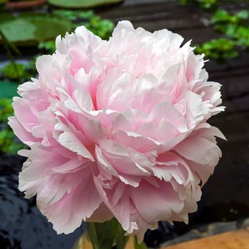 Paeonia lactiflora Morning Kiss