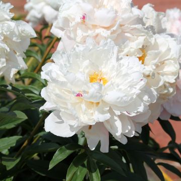 Pivoine Reine Hortense