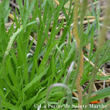 Buck's Horn Plantain NT - Ferme de Sainte Marthe seeds