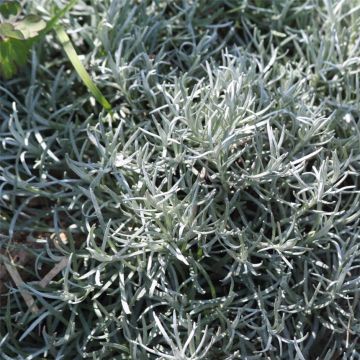 Helichrysum italicum -  Ferme de Sainte Marthe seeds