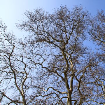 Platanus x hispanica