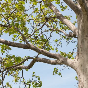 Platanus x hispanica El Gordo