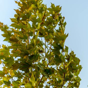 Platanus x hispanica Malburg