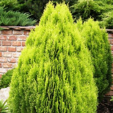 Oriental Arborvitae - Platycladus orientalis Aurea Nana