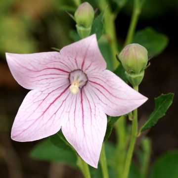 Platycodon grandiflorus Perimutterschale