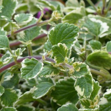 Plectranthus coleoides 'Variegatus'