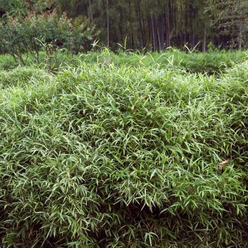 Pleioblastus chino Elegantissimus - Dwarf Bamboo