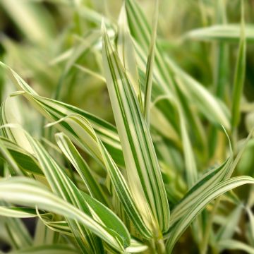 Pleioblastus fortunei Variegatus (Variegata)