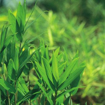 Pleioblastus pygmaeus - Dwarf Bamboo