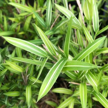 Pleioblastus shibuyanus Tsuboï - Dwarf Bamboo