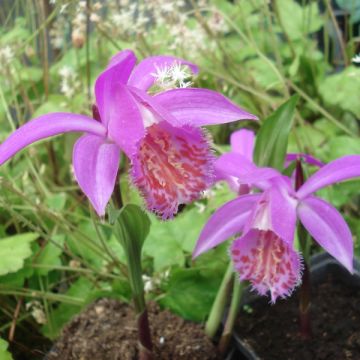 Pleione Tongariro bulbs