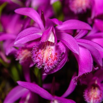 Pleione Tongariro