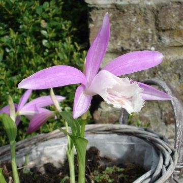 Pleione formosana