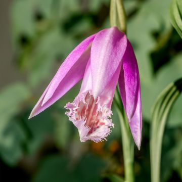 Pleione formosana bulbs