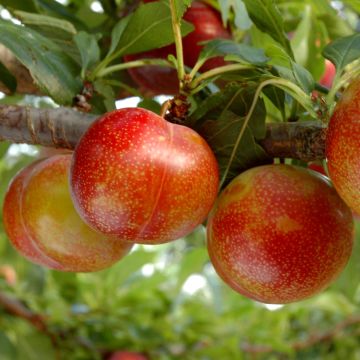 Pluot Flavor Candy - Plumcot